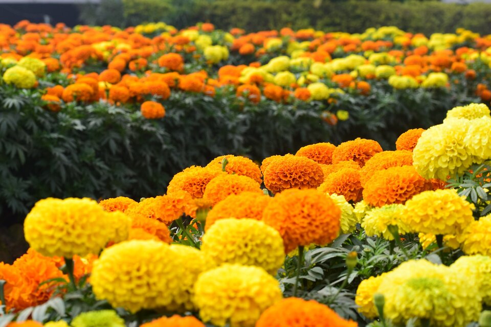 Œillets d'Inde jaunes et oranges dans un jardin bien entretenu
